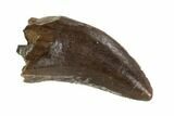 Serrated, Juvenile Tyrannosaur Tooth - Judith River Formation #95658-1